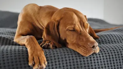 ¿Deberías estar preocupado si tu perro duerme todo el día?