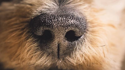 5 Reasons Why Dogs Have Wet Noses  & When To Worry