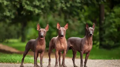 4 Most Famous Hairless Dog Breeds