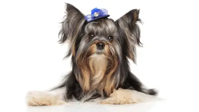 Do Yorkies Shed or Are They Hypoallergenic Dogs?
