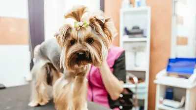 8 cosas que debe preguntar a los posibles peluqueros caninos antes de elegir el adecuado