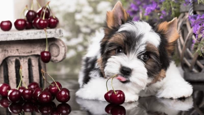 Descubra ¿Pueden los perros comer cerezas?