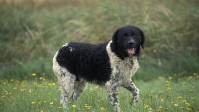 Chien d'eau Frison caractéristiques