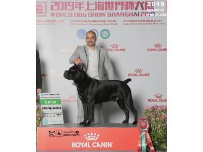 royal cane corso