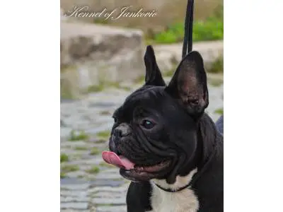 Bulldog from Semendria Geisha