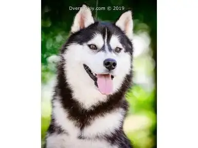 Siberian Husky For Sale