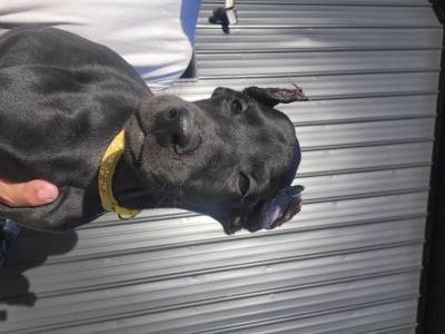 Melanistic Blk yellow collar