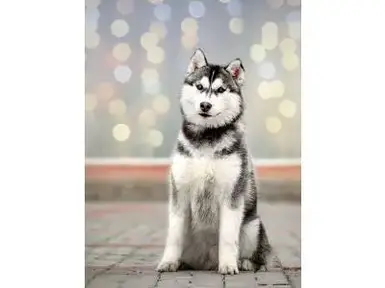 Siberian Husky For Sale