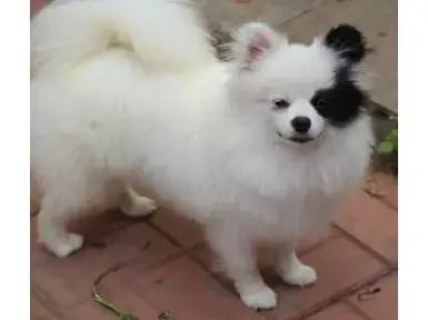 German Spitz For Sale German Spitz For Sale