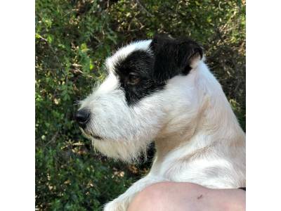 ouper des very important parson