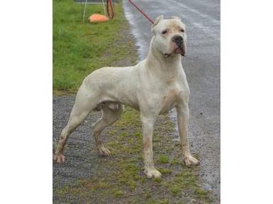 can a dogo argentino live in seychelles