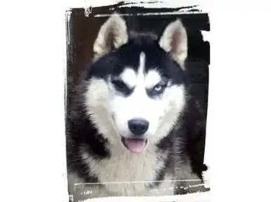 Siberian Husky For Sale