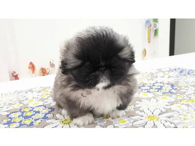 Pekingese for sale