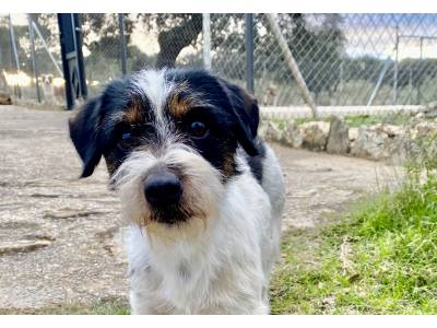 Find A Dog Jack Russell Terrier Find A Dog Jack Russell Terrier
