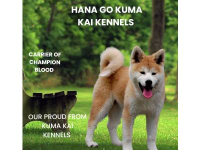 Hana Go Kuma Kai Kennels