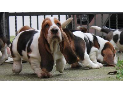 Basset
