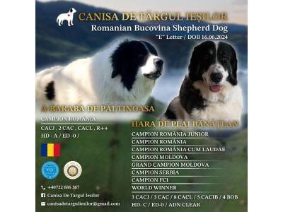 Romanian Bucovina Shepherd Dog