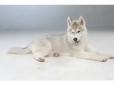 Siberian Husky For Sale