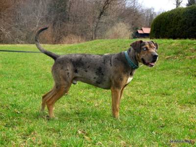 DAMs Hurricane (Louisiana Catahoula)