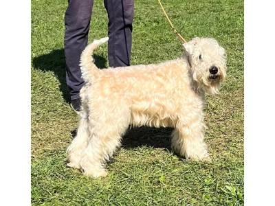 Evitta Queen IN Wheaten Home