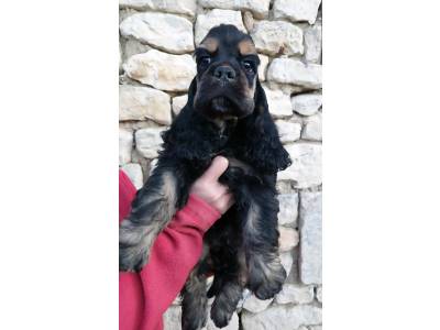 Hall of Lords A Moonage Daydream