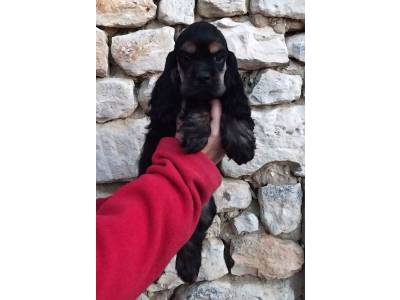 Hall of Lords A Rainbow 'n The Dark