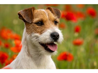 unter des very important parson