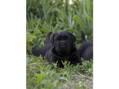 Cane Corso puppy girl, all black, show, spot, protection, love <3