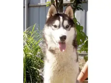 Siberian Husky For Sale