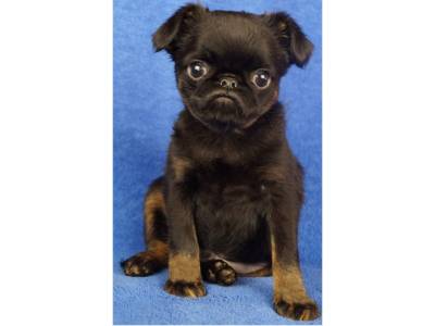 Imgosbull Your Secret