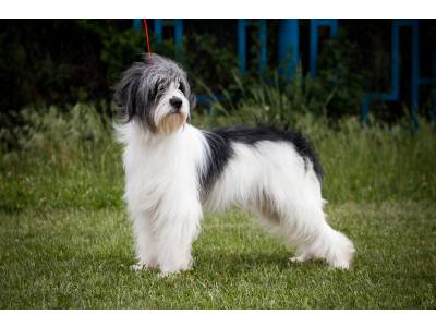 ukraine dog breeders list ukraine dog breeders list