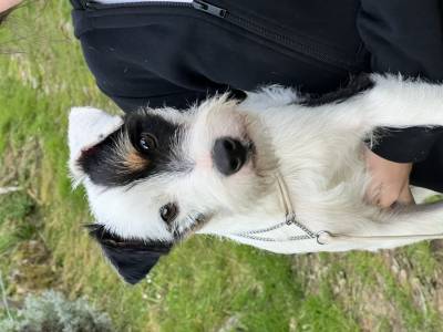 vasco des very important parson