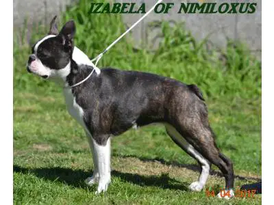 Ch. IZABELA OF NIMILOXUS