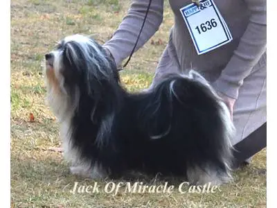 Jack Of Miracle Castle