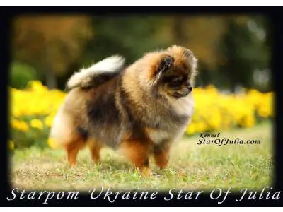 Starpom Ukrainian Star Of Julia