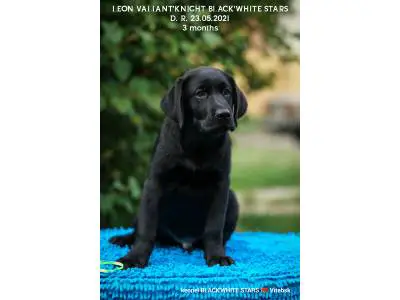 LEON VALIANT'KNIGHT BLACK'WHITE STARS