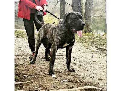 Brutus Bad Dogz Canario