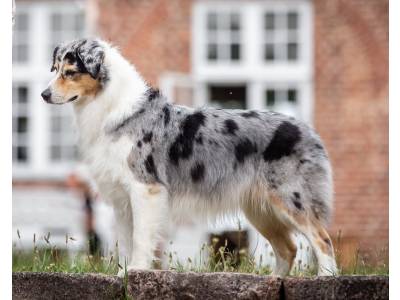 blue valley mini aussie puppies