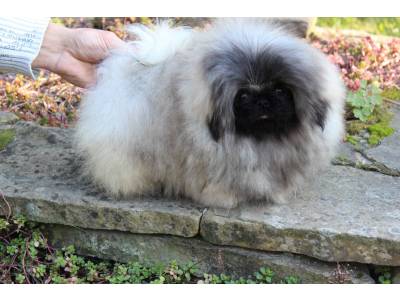 Biggiwigs pekingese best sale