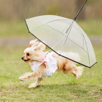 Hyacinth Dog Umbrella