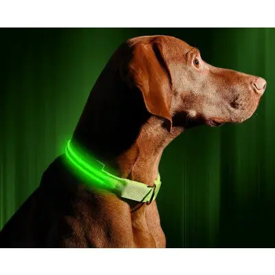 LED Dog Collar by Illumiseen Store