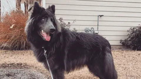 Blue Bay Shepherds - Are They Dangerous?