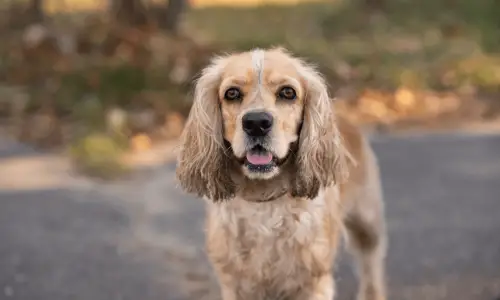 American Cocker Spaniel