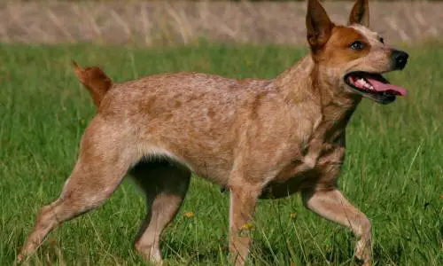 Australski kratkorepi pastirski pas
