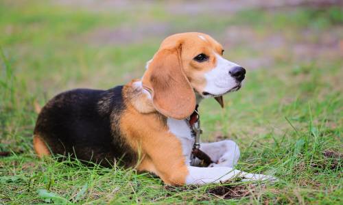 Beagle-Harrier