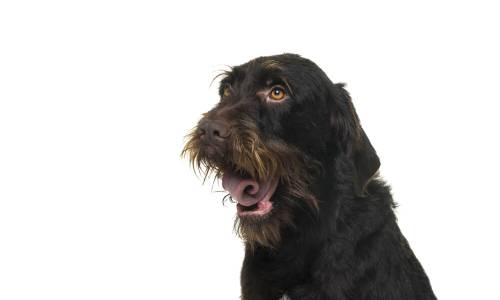 Bohemian Wirehaired Pointing Griffon