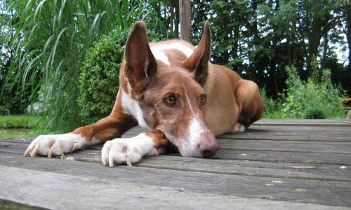 Chien de Garenne des Canaries