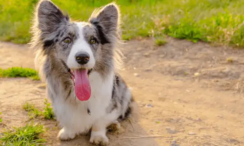 Вельш-корги-кардиган