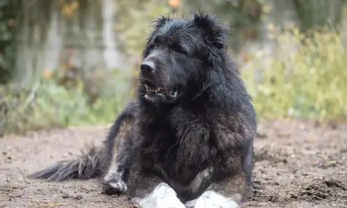 Кавказская овчарка