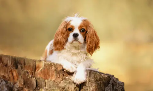 Cavalier King Charles Spaniel